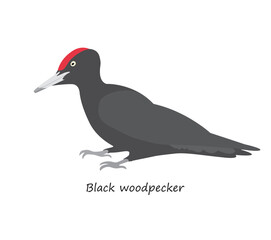 Black woodpecker isolated on white background. Vector illustration