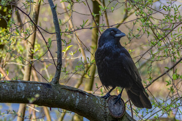 Rabe auf einem Ast