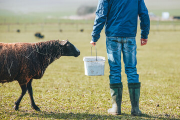 Sunny morning on rural farm. Farmer with bucket during feeding sheep.. - 755573435