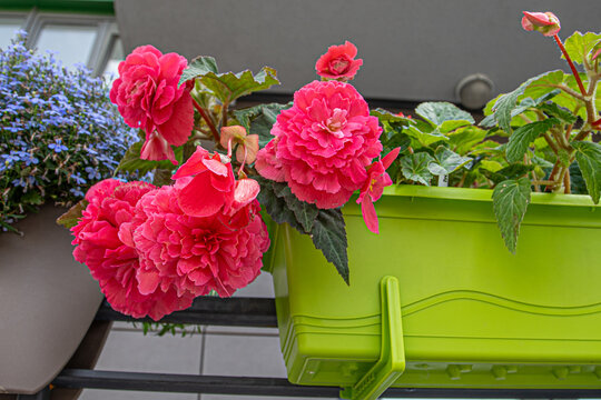 Pink begonia flowers in a flower pot on the street balcony