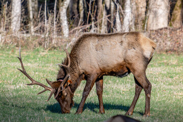 elk