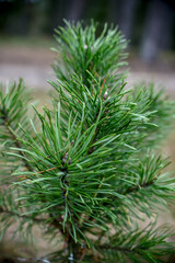 fir tree branch, close up in the forest