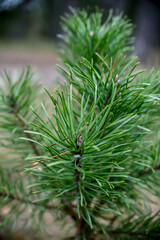 fir tree branch, close up in the forest