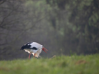 Weißstorch (Ciconia ciconia)