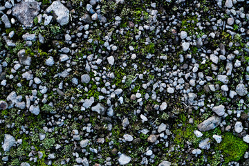 the stones are covered with moss