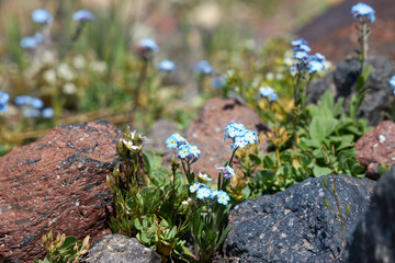 Caucasus mountains nature unveils its breathtaking beauty in every season. Vibrant wildflowers blooming in alpine meadows to majestic mountains towering against the azure sky