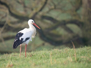 Weißstorch (Ciconia ciconia)