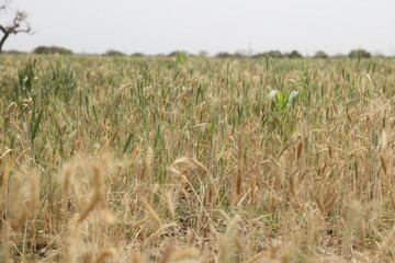 wheat in the field