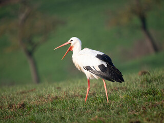 Weißstorch (Ciconia ciconia)