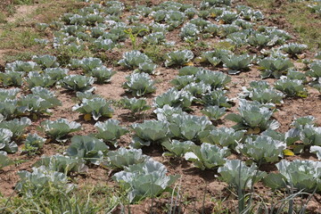 cabbage field in the country