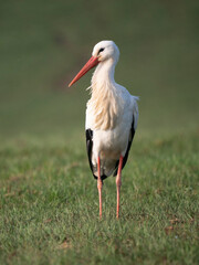 Fototapeta premium Weißstorch&nbsp;(Ciconia ciconia)
