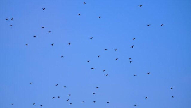 Frame Fill of Flock of Flying Silhouette Birds Against Blue Sky SLOMO