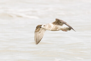 along the surf of the North Sea at IJmuiderslag against a blurred background of rolling waves, Close up of a flying herring gull, larus argentatus