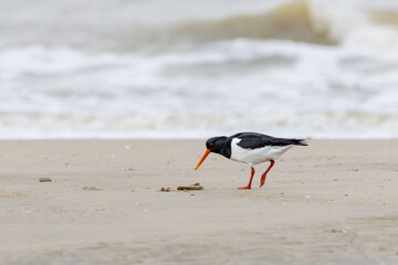 Close up of an Oystercatcher, Haematopus ostralegus, foraging on the North Sea beach of...