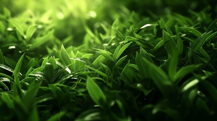 Obraz premium Close-up, Beautiful fresh nature view with plants, leaves, and garden background