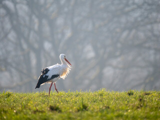 Weißstorch (Ciconia ciconia)