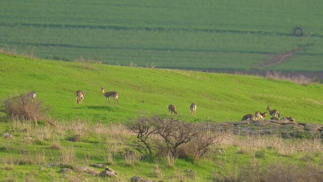 Mountain Gazelle (Gazella gazella) herd of females grazing in the Lower Galilee
