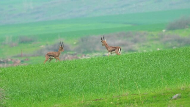 Two mature Mountain Gazelle (Gazella gazella) males in a battle in the Lower Galilee