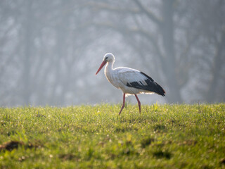 Weißstorch (Ciconia ciconia)