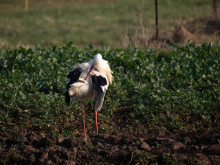 Weißstorch (Ciconia ciconia)