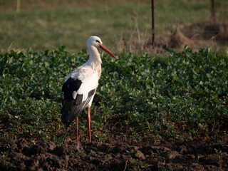 Weißstorch (Ciconia ciconia)