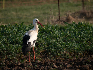 Weißstorch (Ciconia ciconia)