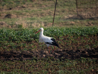 Weißstorch (Ciconia ciconia)