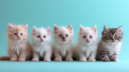 team of five cute white persian baby cats sitting - Powered by Adobe