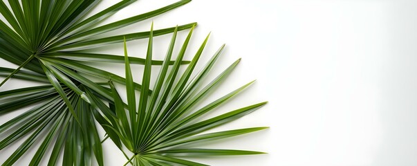 Macro Photography of Saw Palmetto on a White Background. Concept Macro Photography, Saw Palmetto, Nature Shots, White Background, Close-up Details