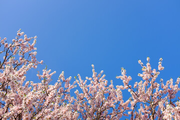 Blooming almond tree branches with vivid blue sky