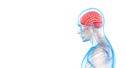 3D x-ray illustration of human body organs, nervous system brain anatomy highlighted and copy space