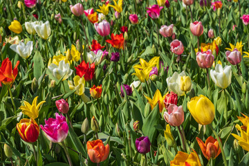Close up of tulips in full bloom in a tulip field in the Netherlands