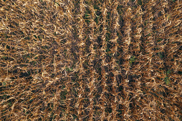 Ripe corn field full of weed, aerial shot from drone pov