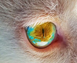 Close up of a blue and yellow cat eye - 755583248