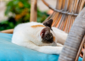 Cat sleeping on a chair pillow - 755583249