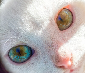 Close up of the face of a white cat - 755583251