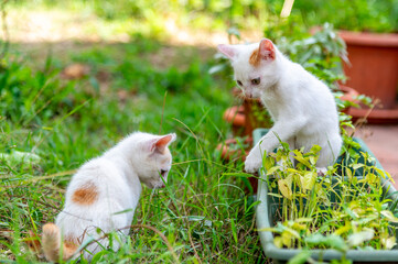 Kittens playing in a green garden - 755583252