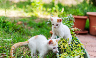 Two kittens playing in a green garden - 755583260
