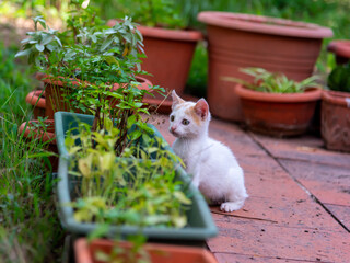 White kitten standing by flower pots - 755583261
