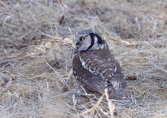 Northern Hawk-Owl hunting from the ground in a Canadian winter - 755584878