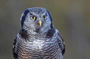 Northern Hawk-Owl closeup in winter - 755584885