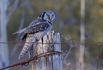 Northern Hawk-Owl perched on a post in winter in Canada - 755585063