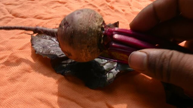 Beetroot&nbsp;is the&nbsp;taproot&nbsp;portion of a&nbsp;beet plant. Its other names &nbsp;beets,&nbsp;table beet,&nbsp;garden beet,&nbsp;red beet,&nbsp;dinner beet and &nbsp;golden beet. Its eaten boiled, roasted, raw, salad and vegetable.