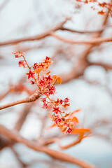 autumn leaves on a branch