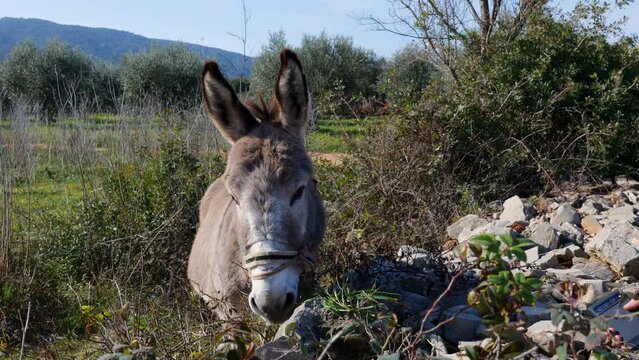 A portrait of a donkey eating grass.