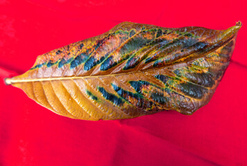 macro of beautiful colorful autumn leaf