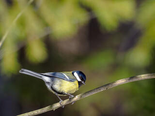 Tit. In the wild it is found in a variety of forests, usually in open areas