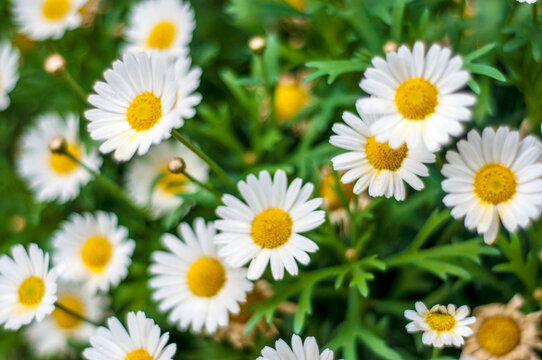 Daisy Bloom