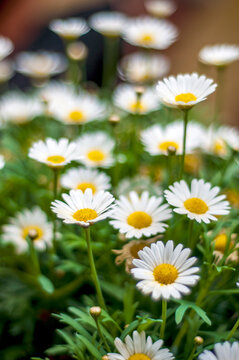 Daisy Bloom