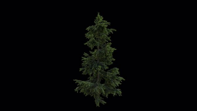 Trees with alpha channel for motion graphics and vfx
